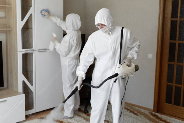 Best Basement Mold Remediation in Cannelton, IN